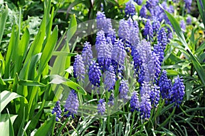 Common Grape Hyacinth flower