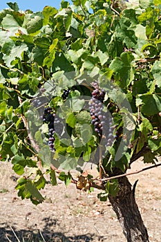 Common grape vine, Vitis vinifera