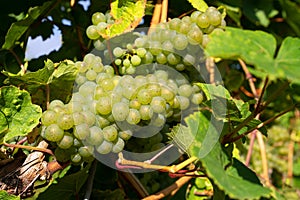 Common grape vine, Vitis vinifera