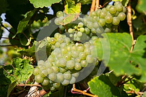 Common grape vine, Vitis vinifera