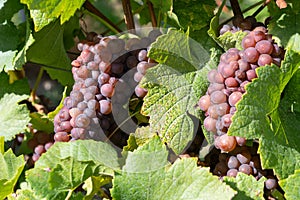 Common grape vine, Vitis vinifera