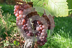 Common grape vine, Vitis vinifera