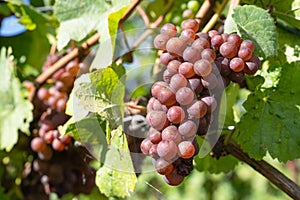 Common grape vine, Vitis vinifera