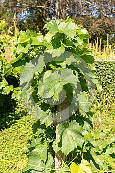 Common Grape Vine or Vitis Vinifera plant in Zurich in Switzerland