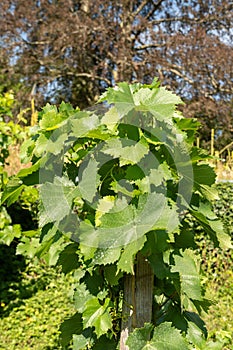 Common Grape Vine or Vitis Vinifera plant in Zurich in Switzerland