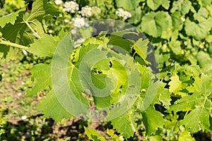 Common Grape Vine or Vitis Vinifera plant in Zurich in Switzerland