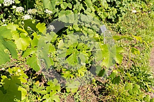 Common Grape Vine or Vitis Vinifera plant in Zurich in Switzerland