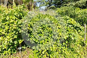 Common Grape Vine or Vitis Vinifera plant in Zurich in Switzerland