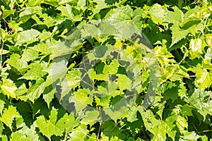 Common Grape Vine or Vitis Vinifera plant in Zurich in Switzerland