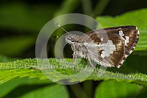 Common Grass Demon Butterfly