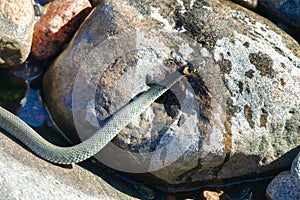 Common Grass-snake (Natrix natrix) from East Baltic sea