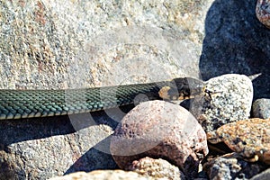 Common Grass-snake (Natrix natrix) from East Baltic sea