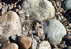 Common Grass-snake (Natrix natrix) from East Baltic sea