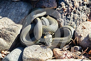 Common Grass-snake (Natrix natrix) from East Baltic sea