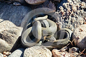 Common Grass-snake (Natrix natrix) from East Baltic sea