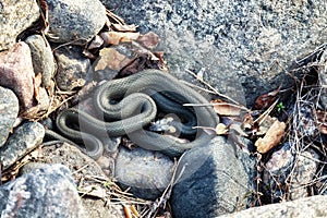 Common Grass-snake (Natrix natrix) from East Baltic sea