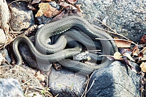 Common Grass-snake (Natrix natrix) from East Baltic sea