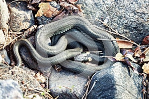 Common Grass-snake (Natrix natrix) from East Baltic sea