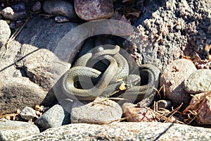 Common Grass-snake (Natrix natrix) from East Baltic sea