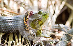 common grass snake swallowing a green frog