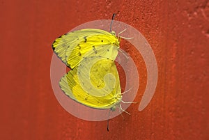 Common grass yellow butterflies pairing