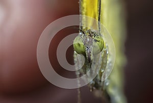 The Common grass yellow butterfly