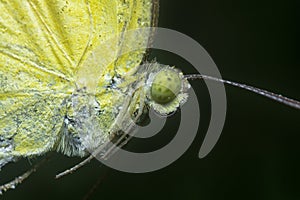 The Common grass yellow butterfly