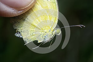 The Common grass yellow butterfly