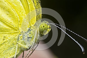 The Common grass yellow butterfly