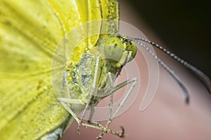 The Common grass yellow butterfly