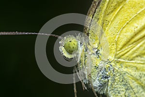 The Common grass yellow butterfly