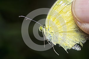 The Common grass yellow butterfly