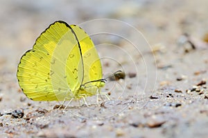 Common grass yellow butterfly