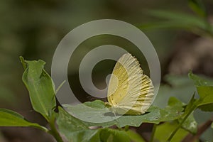 Common Grass yellow butterfly - mud puddling .