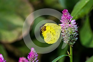 Common Grass Yellow Butterfly PIERIDAE