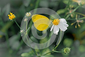 common grass yellow butterfly sucking honey