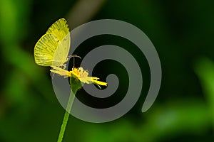 Common Grass Yellow butterfly using its probostic to drink nectar from flower photo
