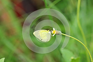 Common Grass Yellow butterfly Is on a yellow flower