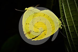 Common Grass Yellow Eurema Hecabe Butterfly Mating