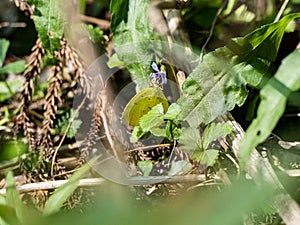 Common grass yellow Eurema mandarina in brush