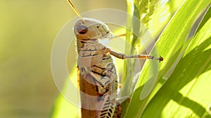 Common Grasshopper insect on a plant