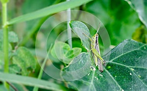 A common grasshopper insect sitting on a green leaf close up