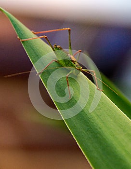 A common Grasshopper still on the leaf of a Yucca plan, antenna out ready for predators, while warming in the sun.