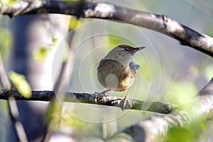 Common grasshopper warbler perched on a branch