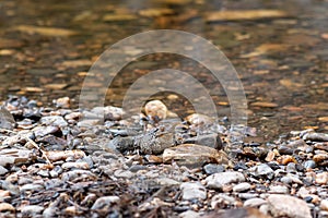 Common gray toad camouflaged among the pebbles on the rocky river bank