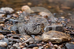 Common gray toad camouflaged among the pebbles on the rocky river shore