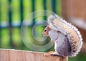 Common Gre Squirrel sitting on a wooden fence with bushy tail