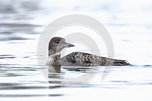 Common or great northern loon Gavia immer hunting and eating crayfish