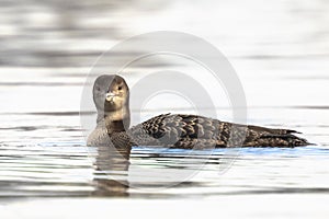 Common or great northern loon Gavia immer hunting and eating crayfish