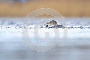 Common or great northern loon Gavia immer hunting and eating crayfish